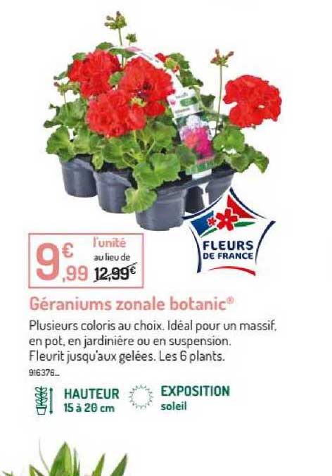 géraniums zonale botanic