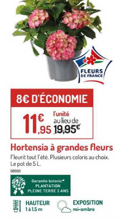 hortensia à grandes fleurs