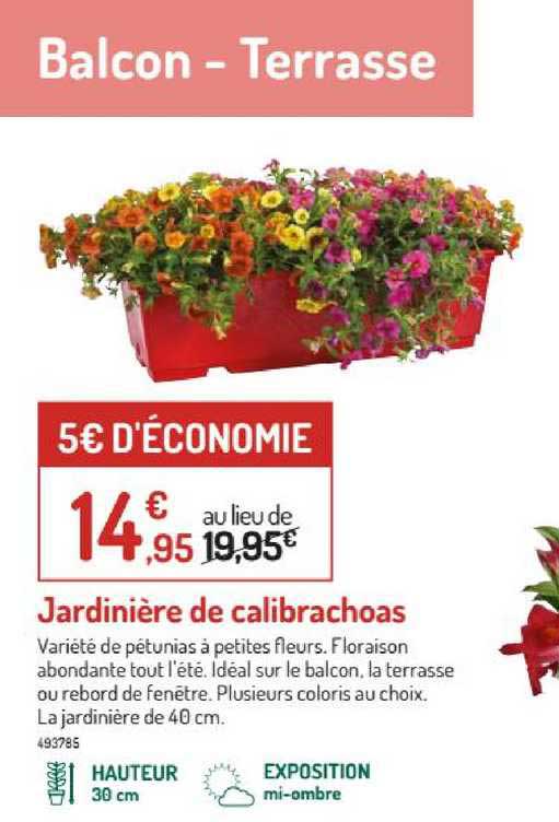 jardinière de calibrachoas