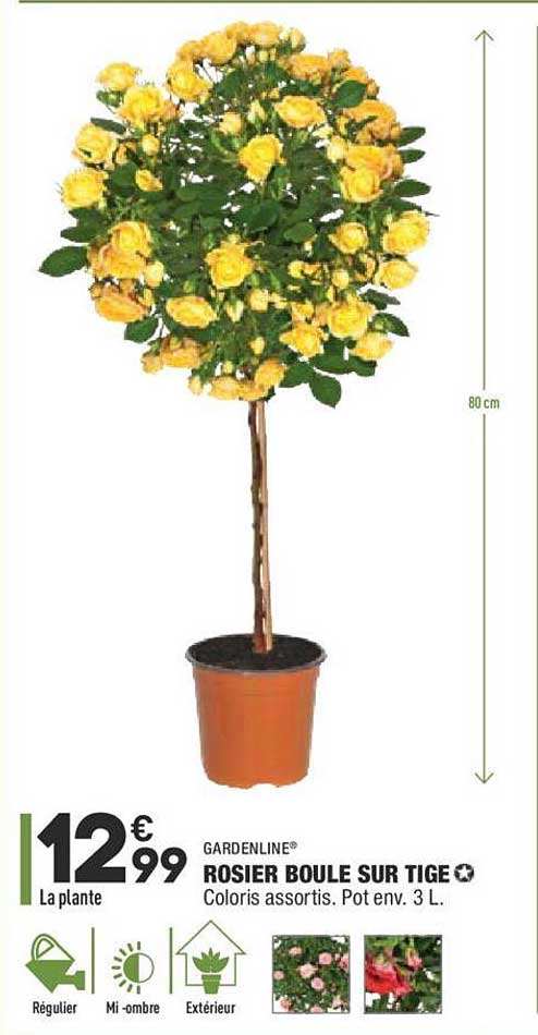 rosier boule sur tige gardenline