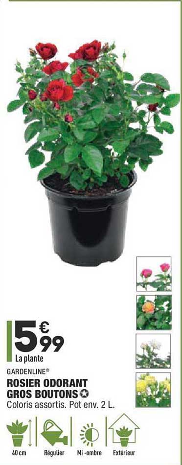 rosier odorant gros boutons gardenline
