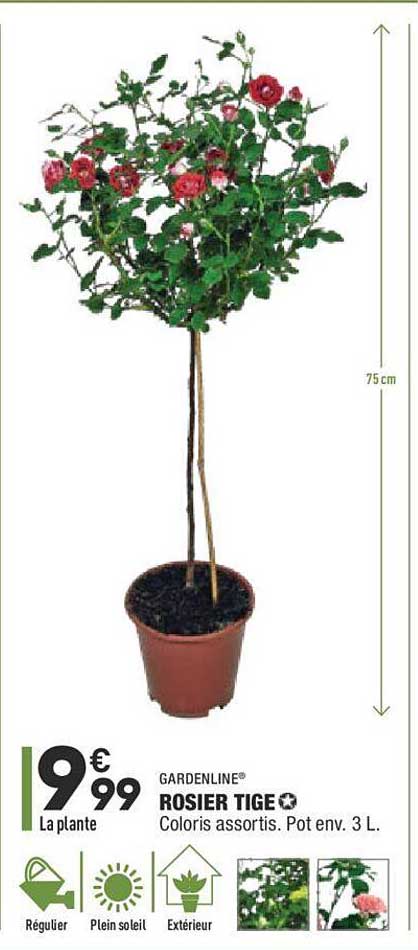 rosier tige gardenline