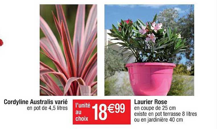 Cordyline Australies Varié, Laurier Rose