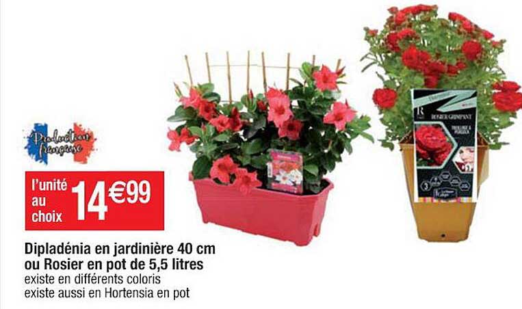 dipladénia en jardinière 40cm ou rosie en pot de 5,5 litres