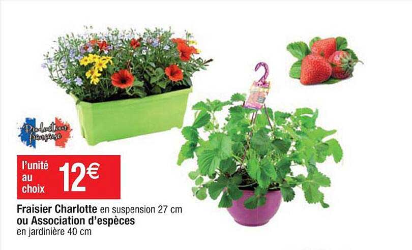 fraisier charlotte ou association d'espèces