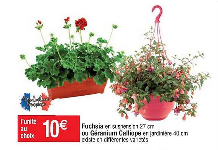 fushsia ou géranium calliope