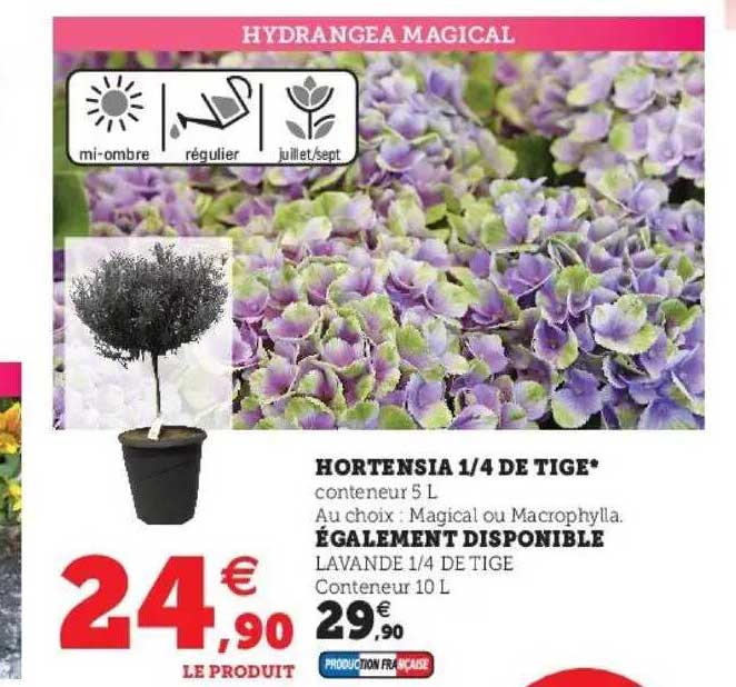 hortensia 1-4 de tige