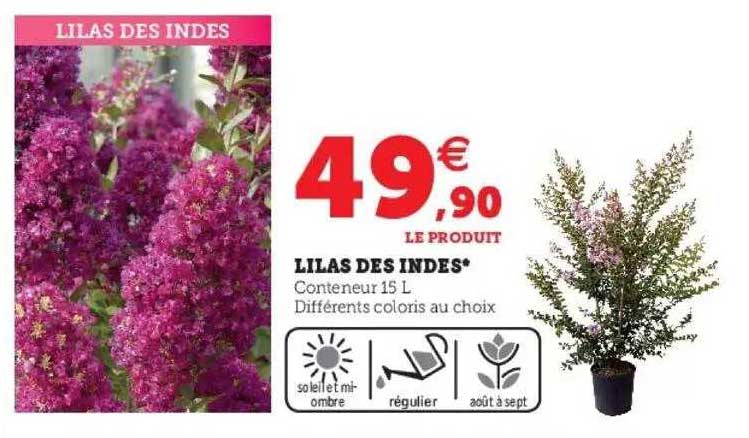 lilas des indes