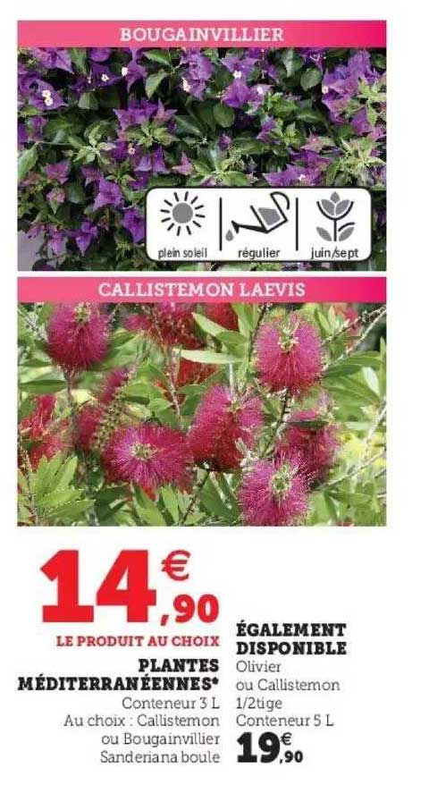 plantes méditerranéennes