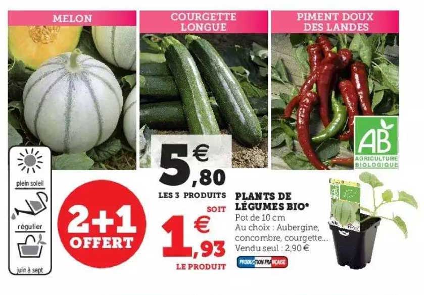 plants de légumes bio