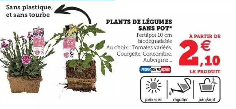 plants de légumes sans pot