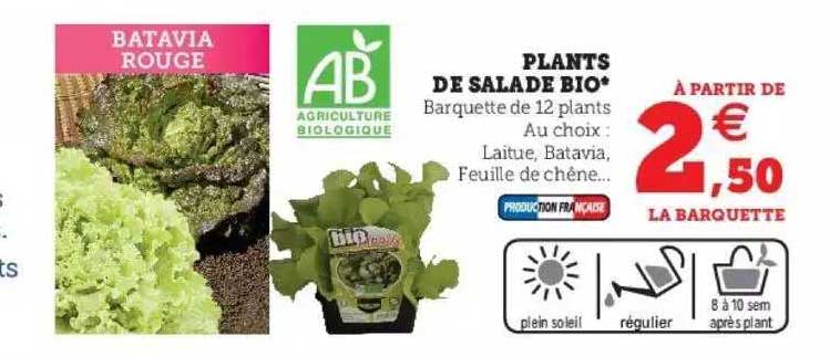 plants de salade bio
