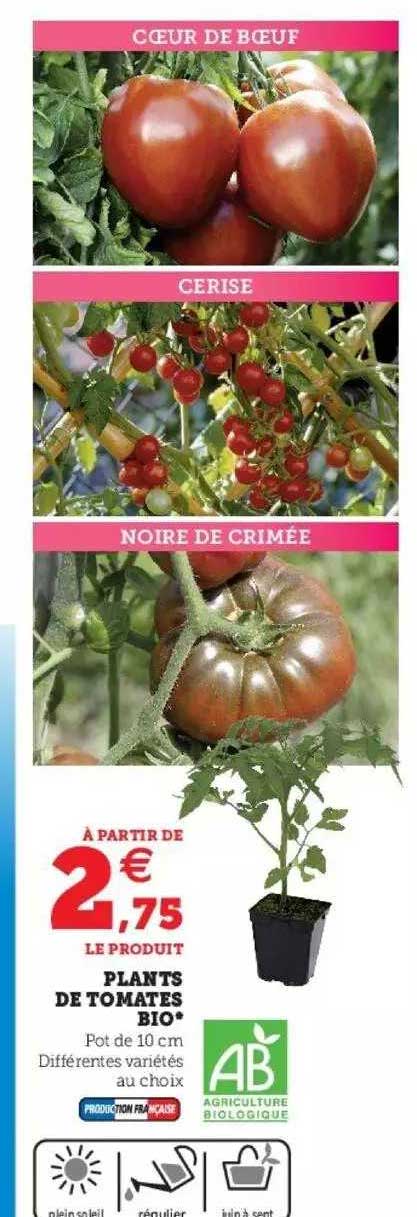 plants de tomates bio