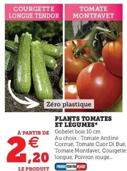 plants tomates et légumes