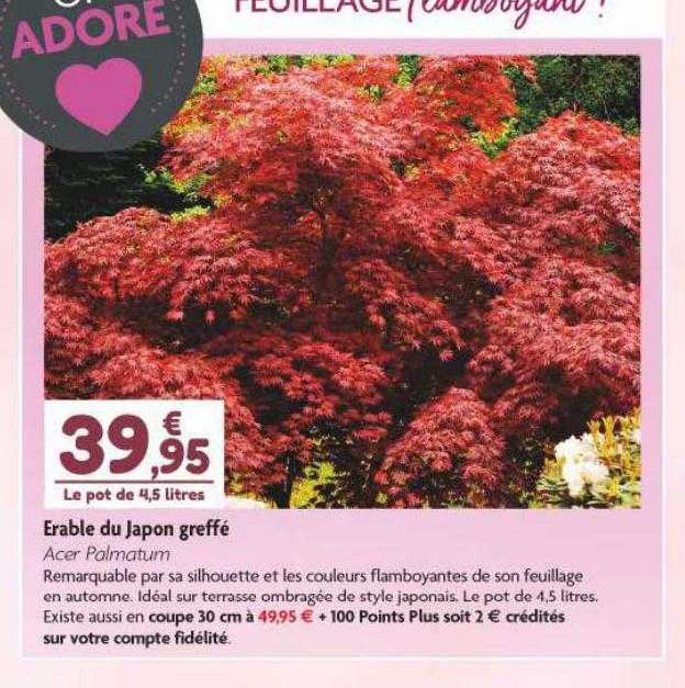 érable du japon greffé