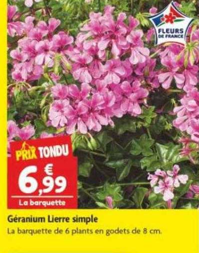 géranium lierre simple