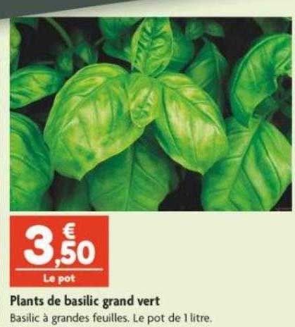 Plants De Basilic Grand Vert