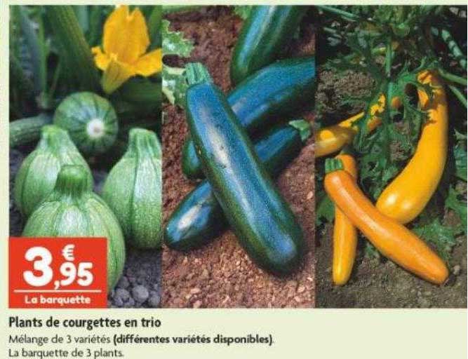 plants de courgettes en trio