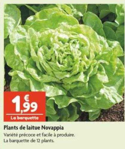 plants de laitue novappia