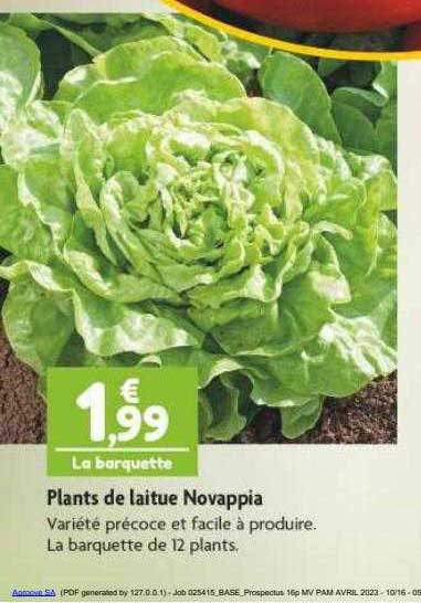 plants de laitue novappia