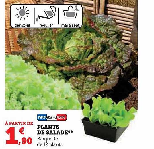 plants de salade