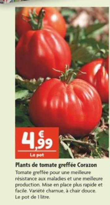 plants de tomate greffée corazon