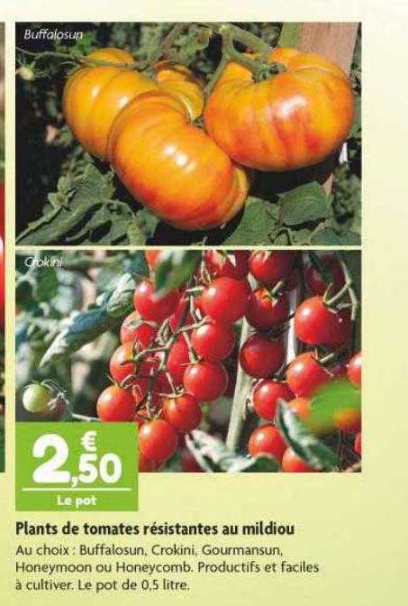 plants de tomates résistantes au mildiou