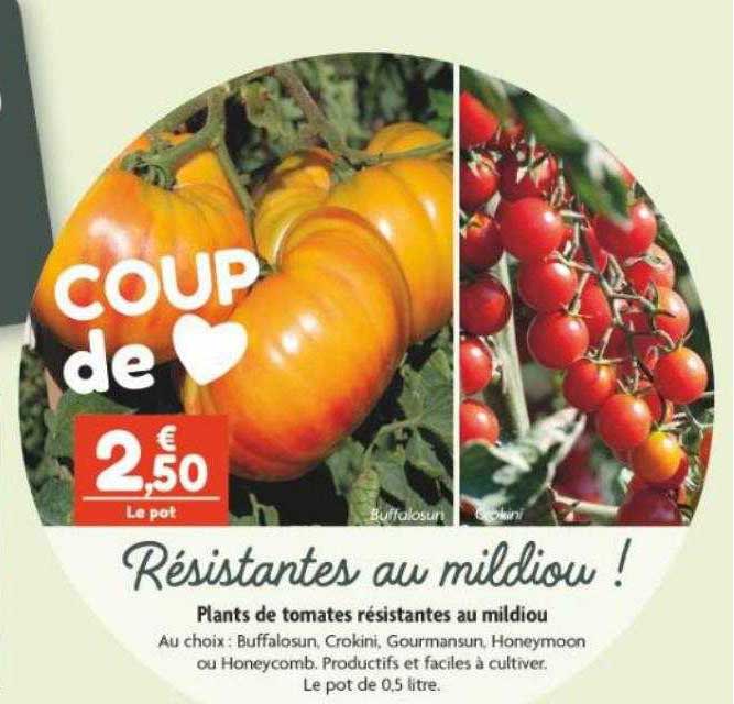 plants de tomates résistantes au mildiou