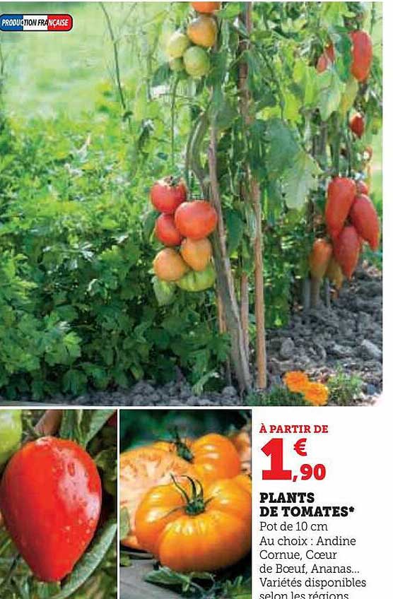 plants de tomates
