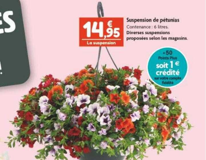 suspension de pétunias