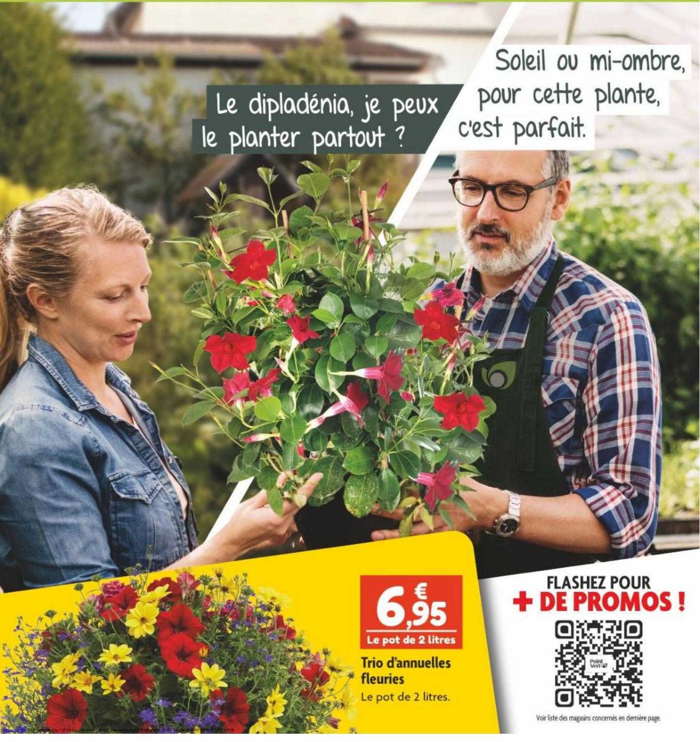 trio d'annuelles fleuries