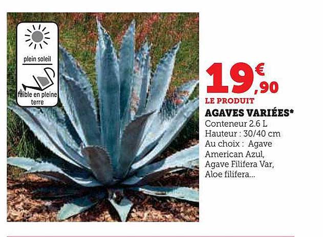 agaves variées