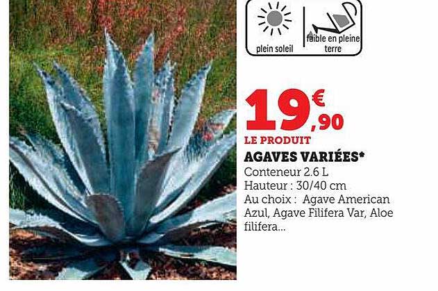 agaves variées