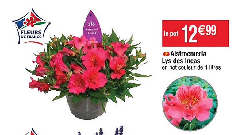 alstroemeria lys des incas