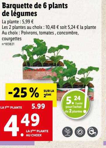 barquette de 6 plants de légumes