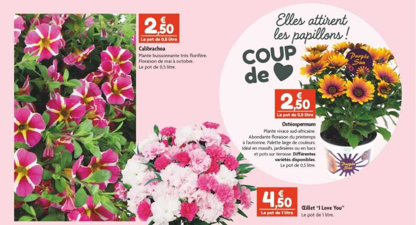 calibrachoa, ostéospermum, œillet "i love you"