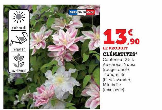 clématites