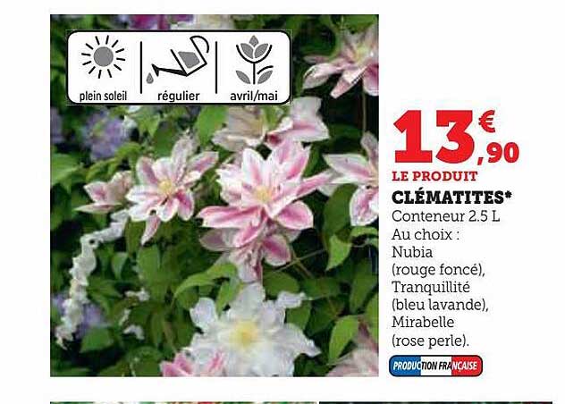 clématites