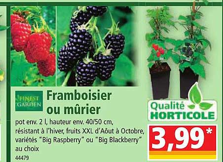 Framboisier Ou Mûrier Finest Garden