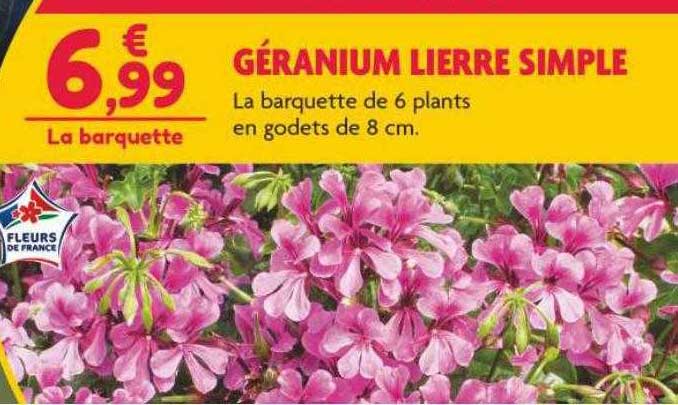 géranium lierre simple