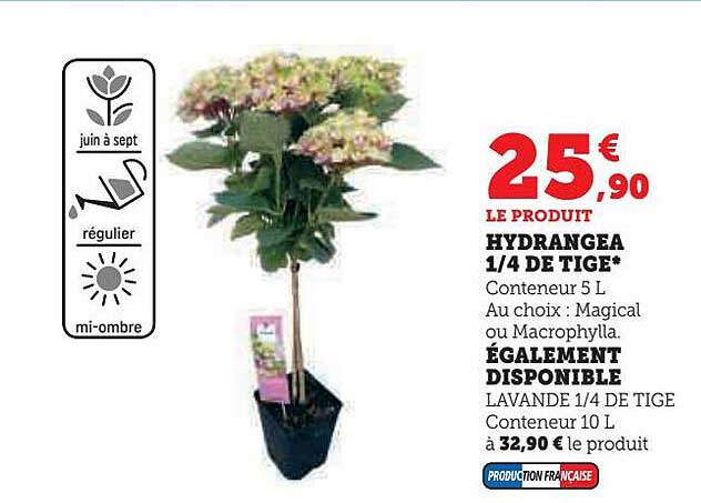 hydrangea 1-4 de tige
