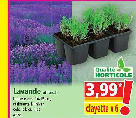 lavande officinale