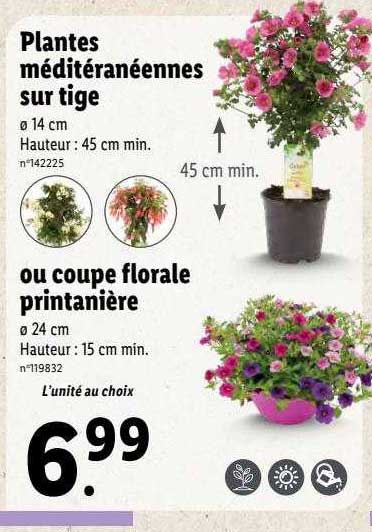 plantes méditéranéennes sur tige ou coupe florale printanière