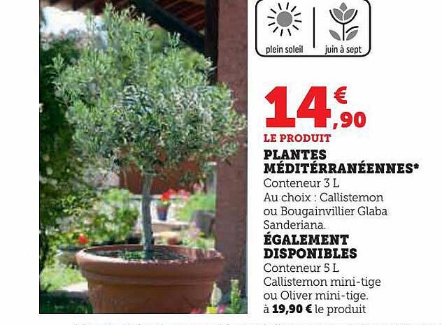 plantes méditérranéennes