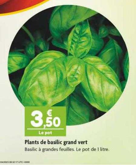 plants de basilic grand vert