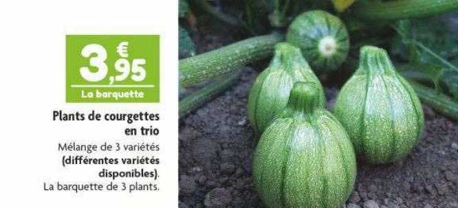 plants de courgettes en trio