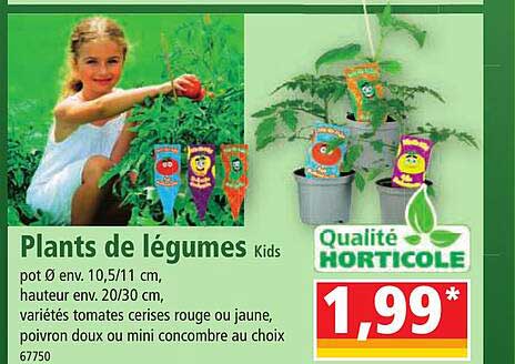 plants de légumes kids