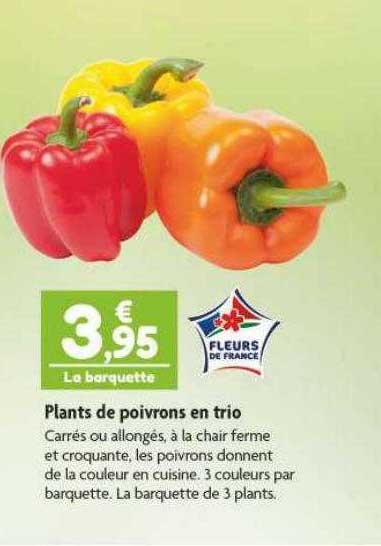 plants de poivrons en trio