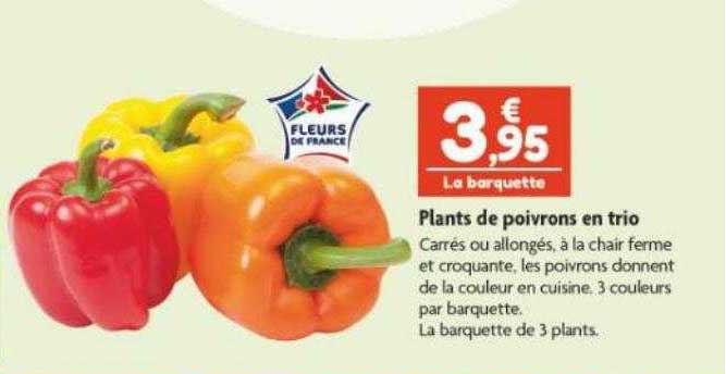 plants de poivrons en trio