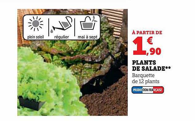 plants de salade